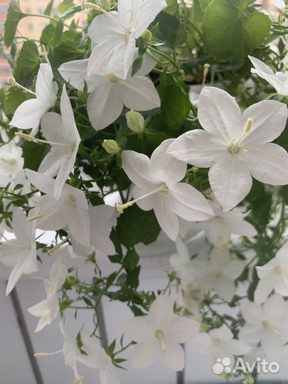 Кампанула жених и невеста