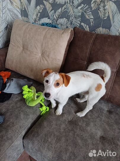 Джек Рассел Терьер