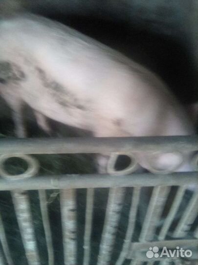 Хряк на племя