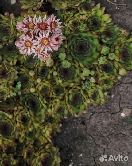 Молодило каменная роза