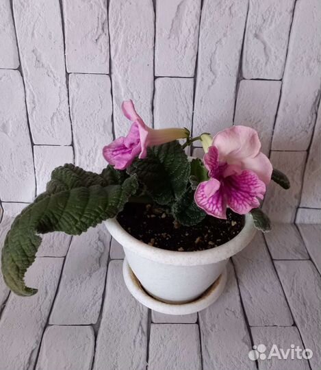 Стрептокарпус