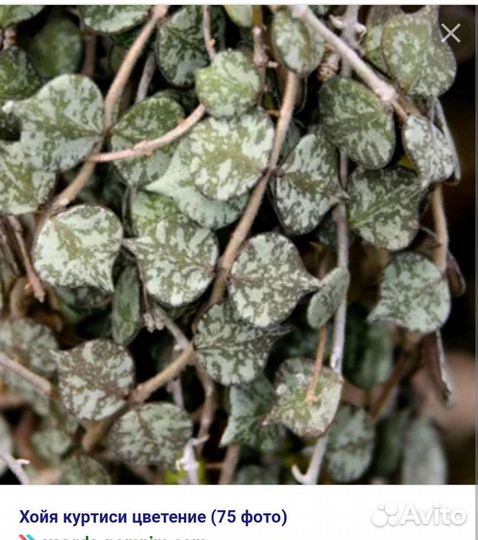 Хойя ретуза, лакуноза, куртиси