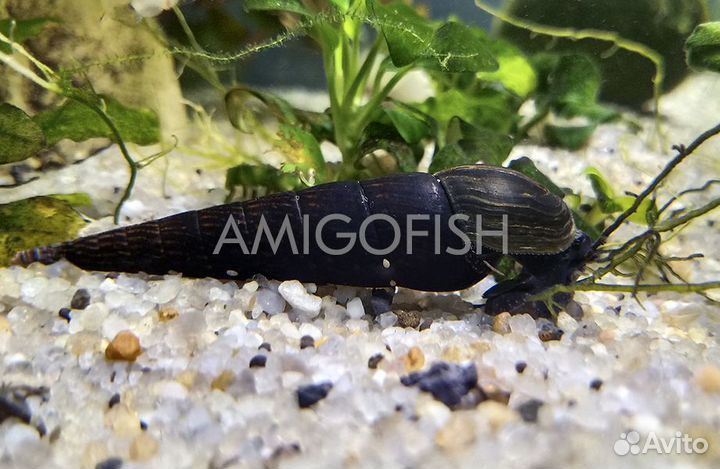 Улитка Шип Дьявола (Faunus ater)