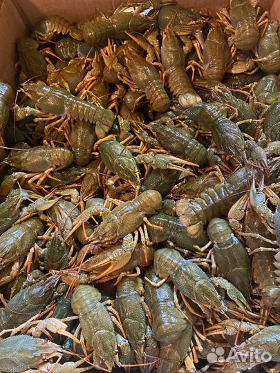 Живые раки Химки