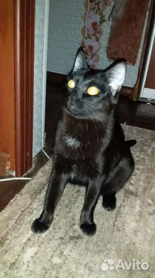 Кошка в дар ей год