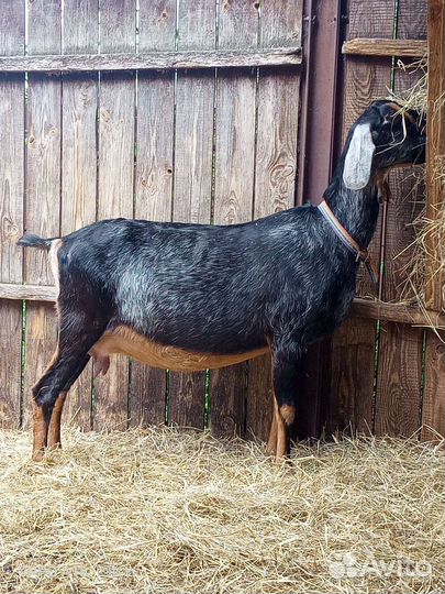 Домашнее козье молоко. Куриные яйца