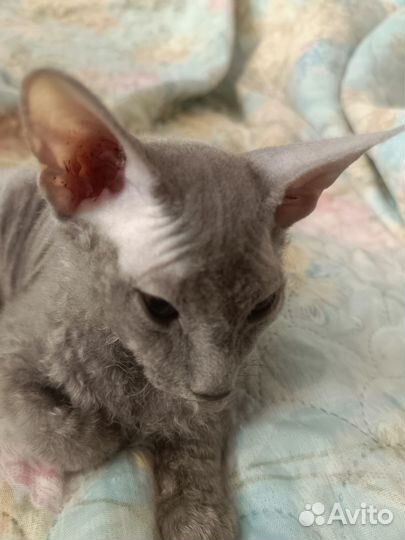 Донской сфинкс котята