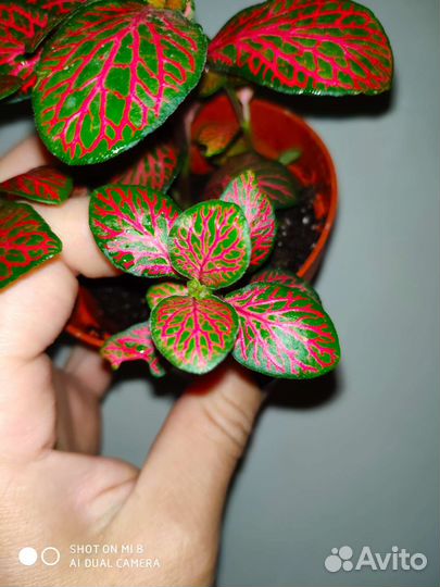 Совместные закупки цветов