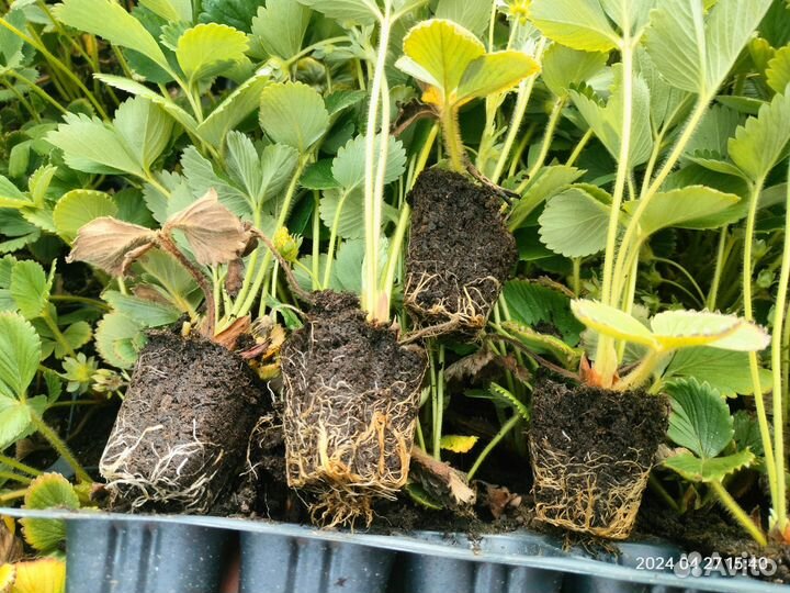 Рассада клубники