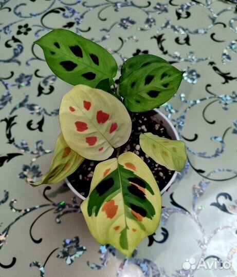 Цветы для дома и офиса