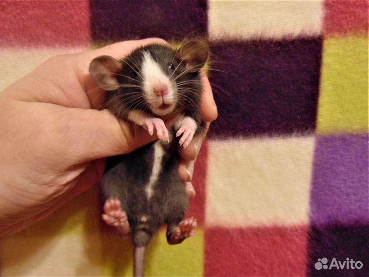 Крысы, крысята дамбо - питомник спб, клетки, гамак