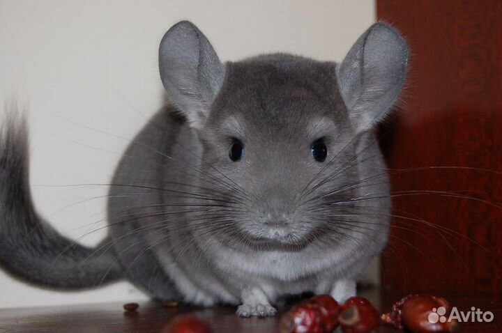 Продаются шиншиллы различных окрасов