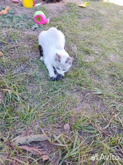 Котенок девочка мышеловка