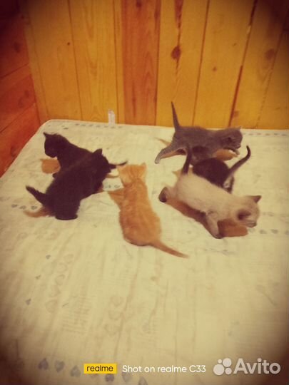Котята в дар