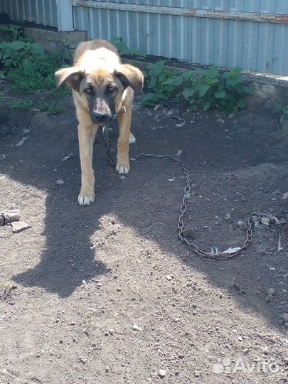 Собака бесплатно