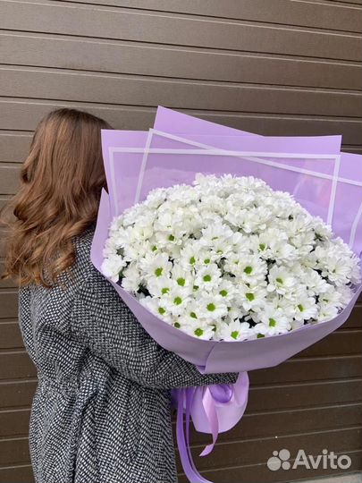 Цветы хризантемы свежие