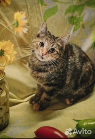 Кошка в дар бесплатно в добрые руки