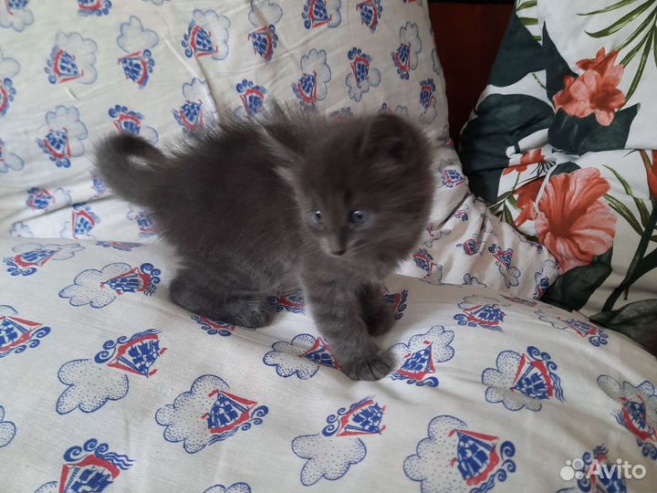 Кошка в дар