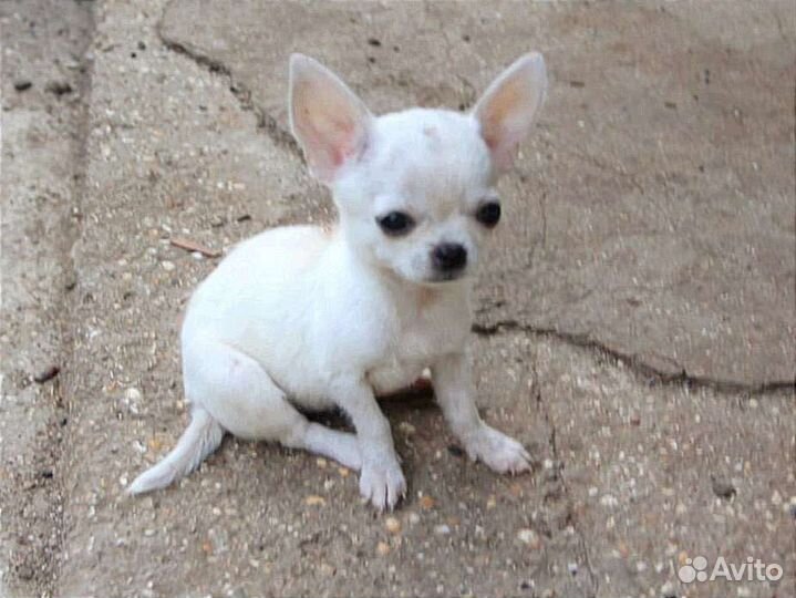 Щенок чихуахуа, девочка