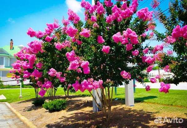 Лагерстремия