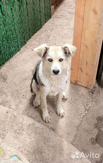 Щенок подросток