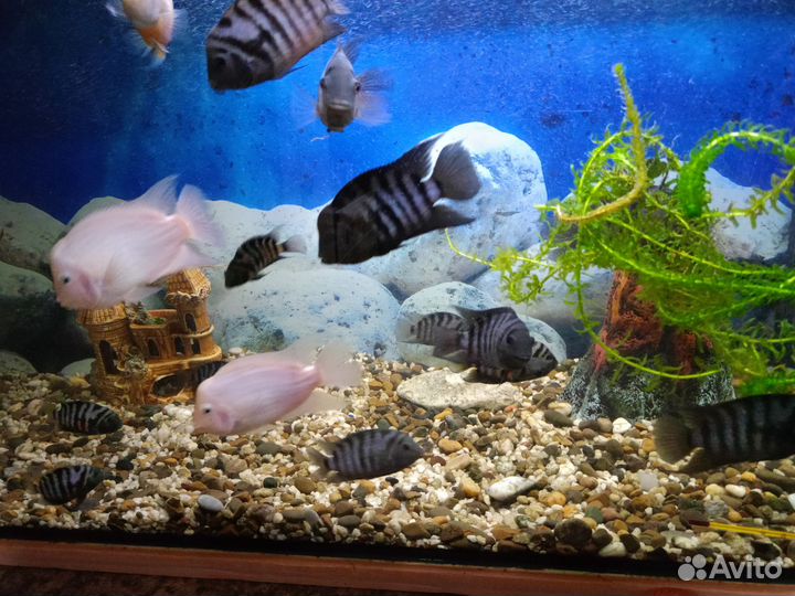 Цихлиды полосатые и желтые