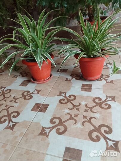 Хлорофитумы