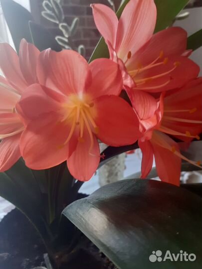 Комнатные цветы кливия