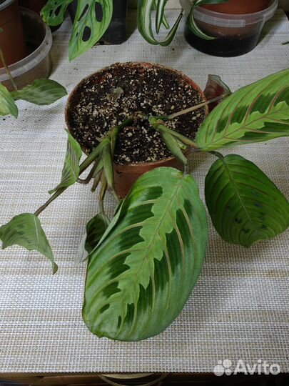 Набор растений для фитостены, цена за всё