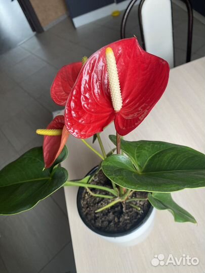 Антуриум Рэд комнатный цветок