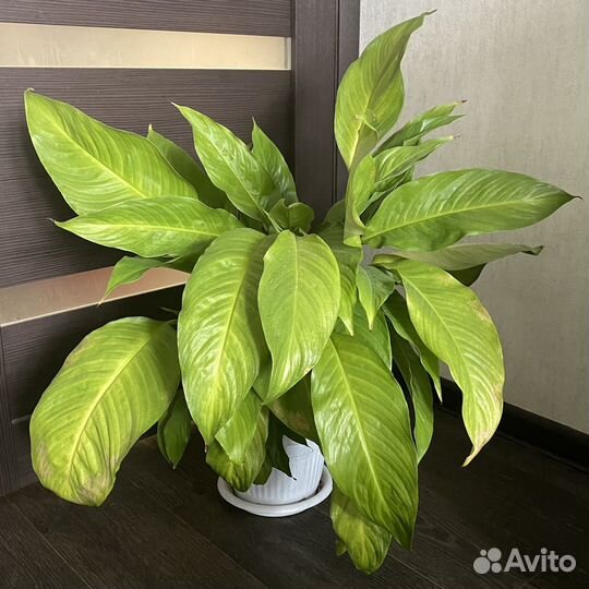 Спатифиллум