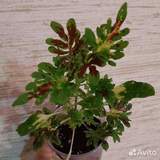 Колеусы вегетативные