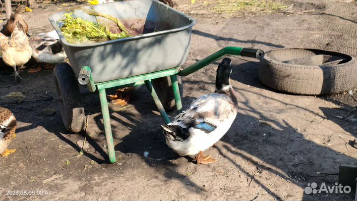 Утки башкирские