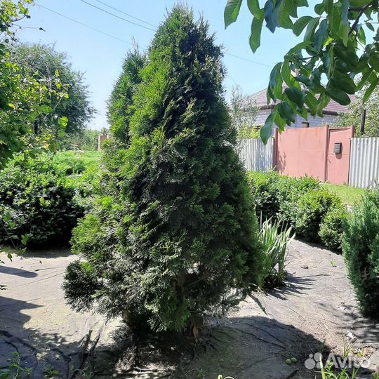 Туи брабант Высота от 20 см до 110 см