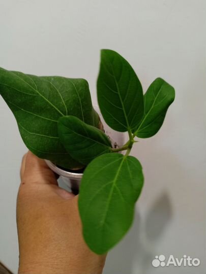 Фикусы на любой вкус