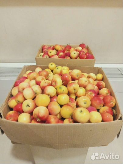 Яблоки. Свежий урожай