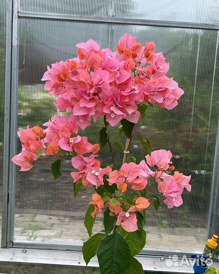 Бугенвиллия