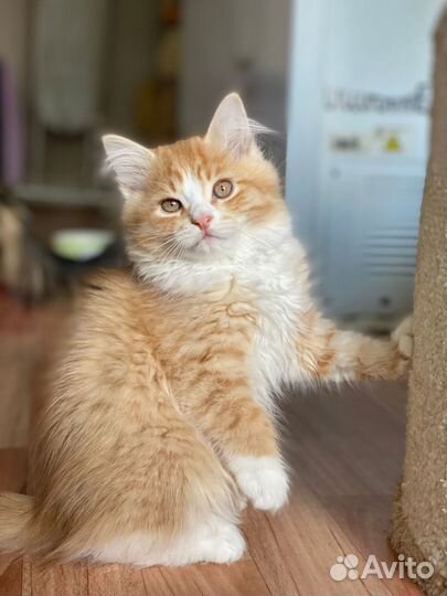 Сибирская кошка