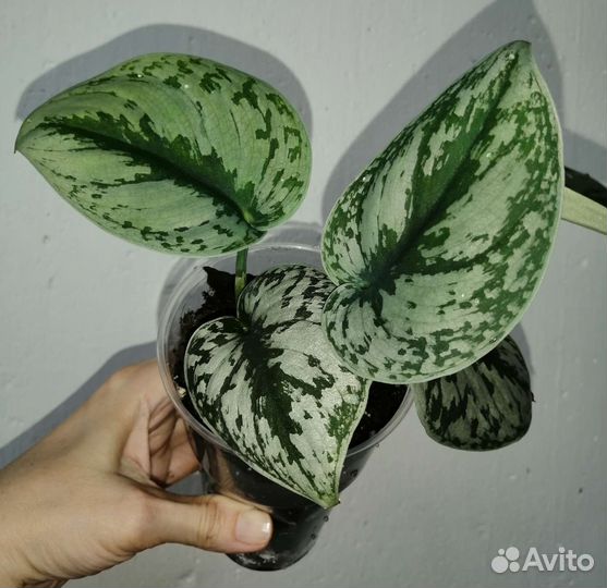 Коллекция растений для вертикального озеленения