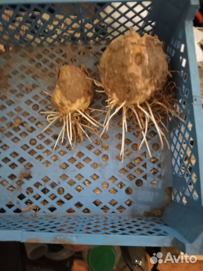 Рябчик императорский