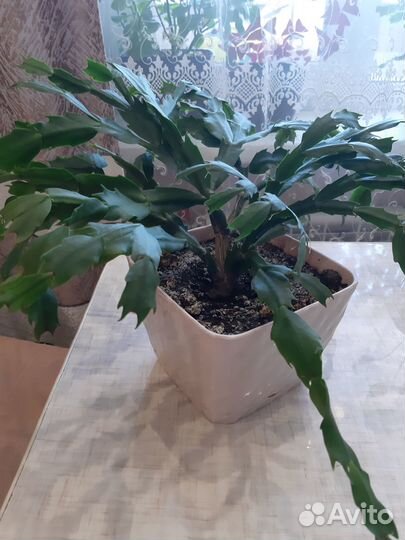 Декабрист шлюмбергера