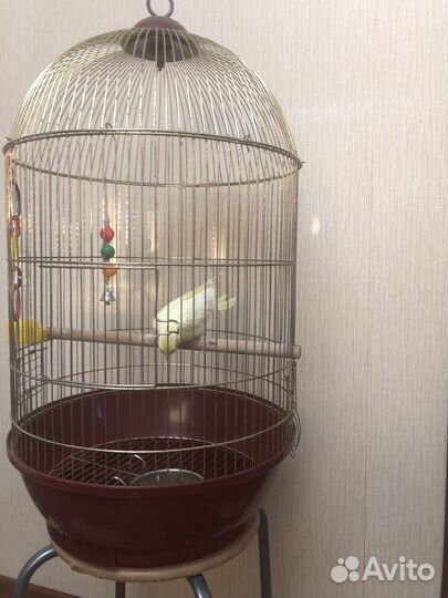 Продается попугай Корелл с клеткой, возраст 5 мес