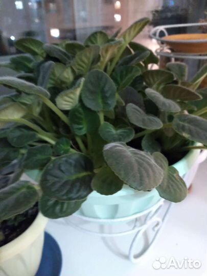 Фиалка в горшках