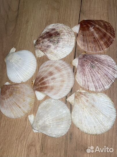 Ракушка морская