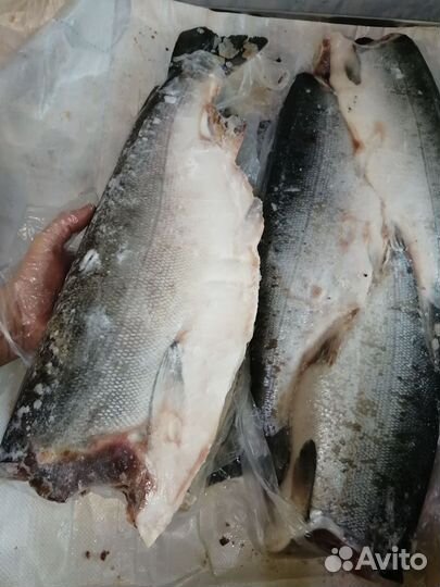 Кижуч дикий