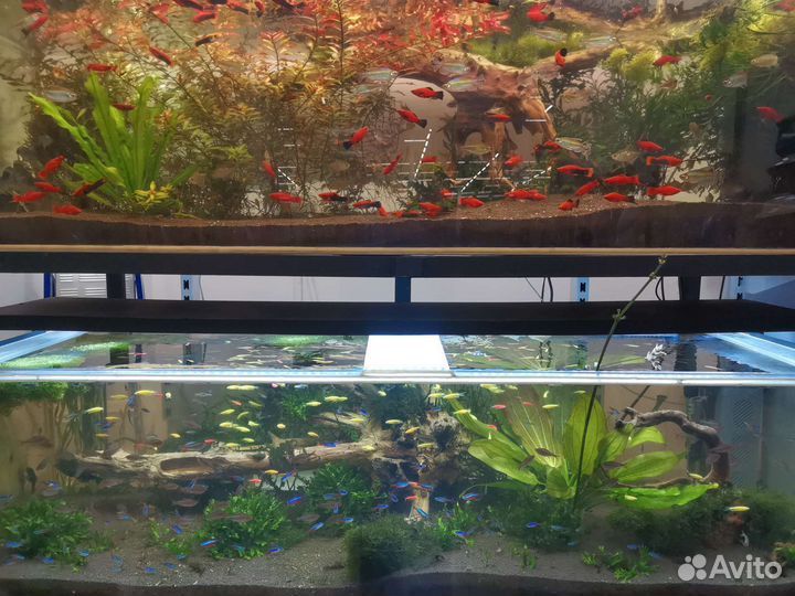 Аквариумные рыбки