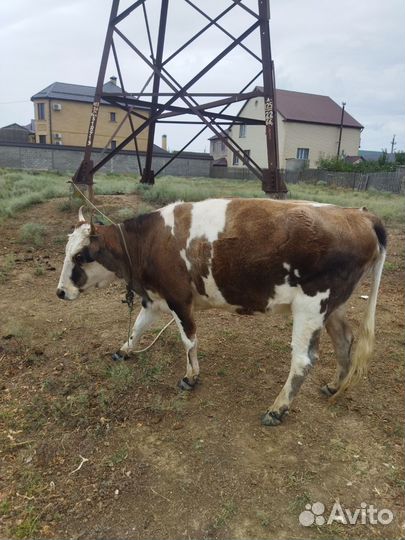 Корова дойная