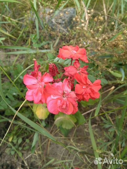 Цветы: герань, бальзамин, колеус