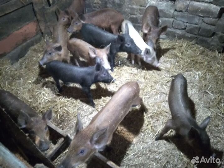 Поросята