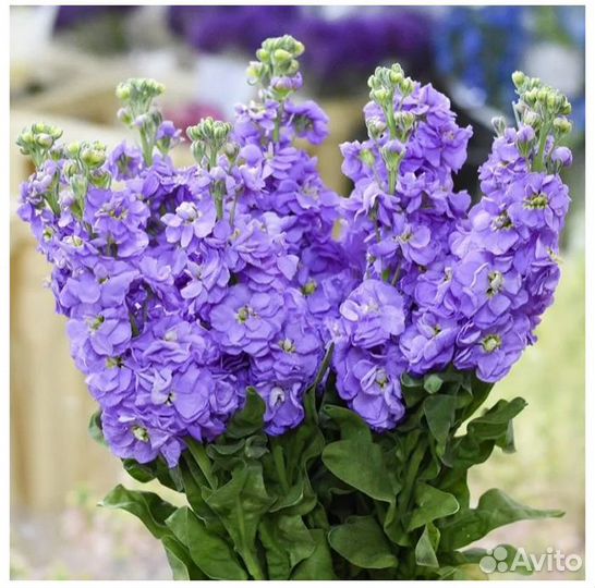 Левкой семена